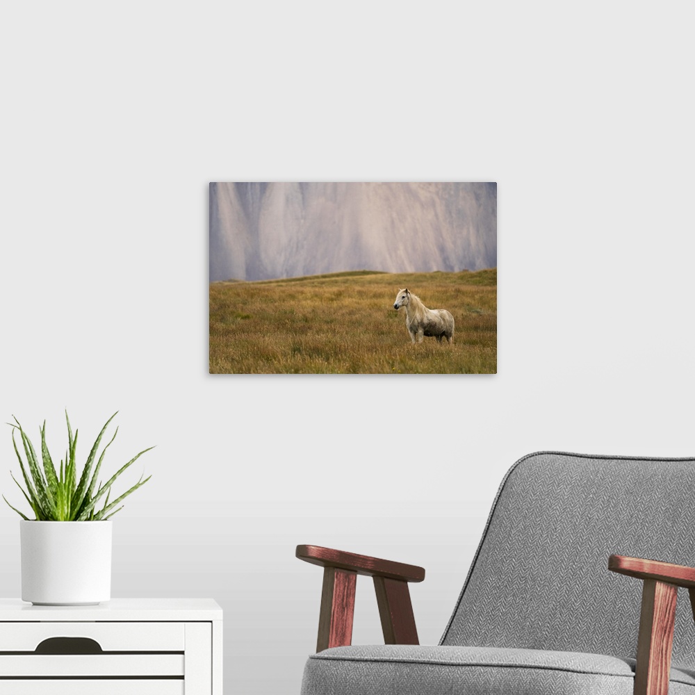 A modern room featuring Blond Icelandic horse standing in a grass field with a mountain cliff in the background, Iceland