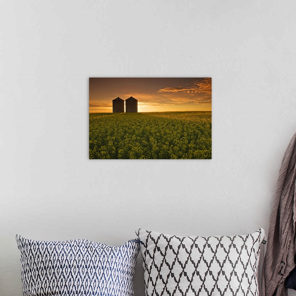 A bohemian room featuring Bloom Stage Canola Field With Grain Bins, Manitoba, Canada