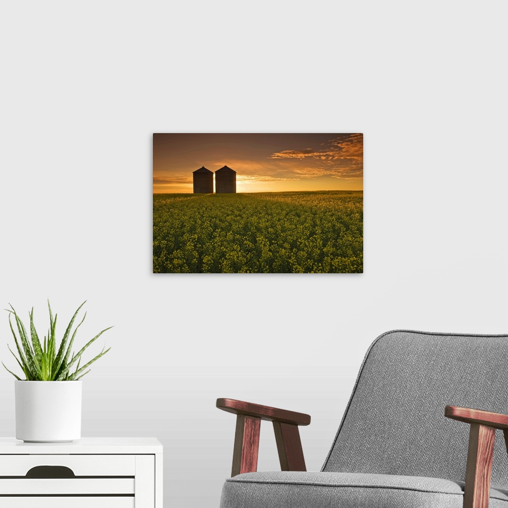 A modern room featuring Bloom Stage Canola Field With Grain Bins, Manitoba, Canada