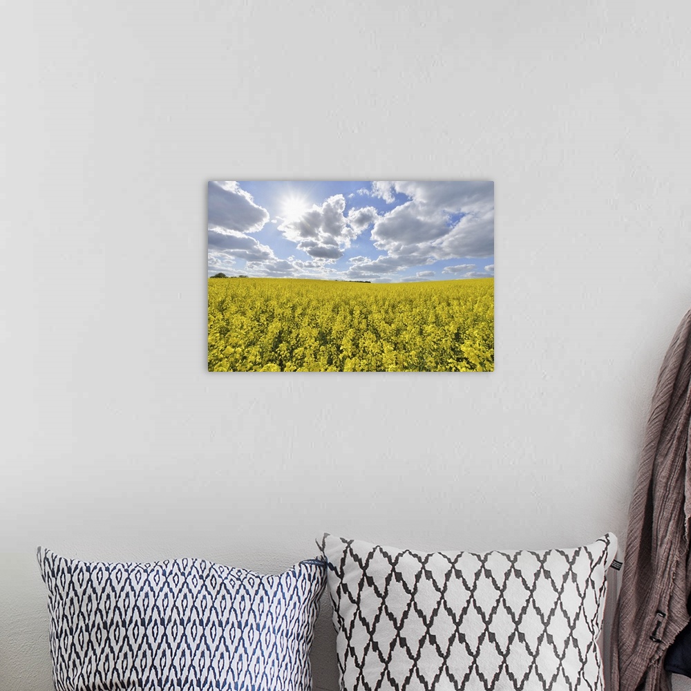 A bohemian room featuring Blooming Canola Field with Sun in Spring, Schmachtenberg, Spessart, Franconia, Bavaria, Germany