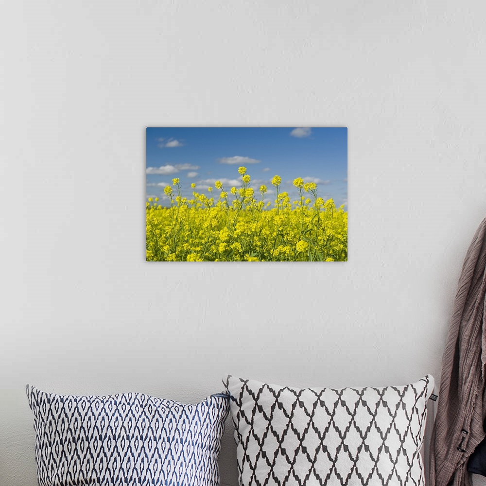 A bohemian room featuring Blooming Mustard Field, Ponteix Saskatchewan, Canada