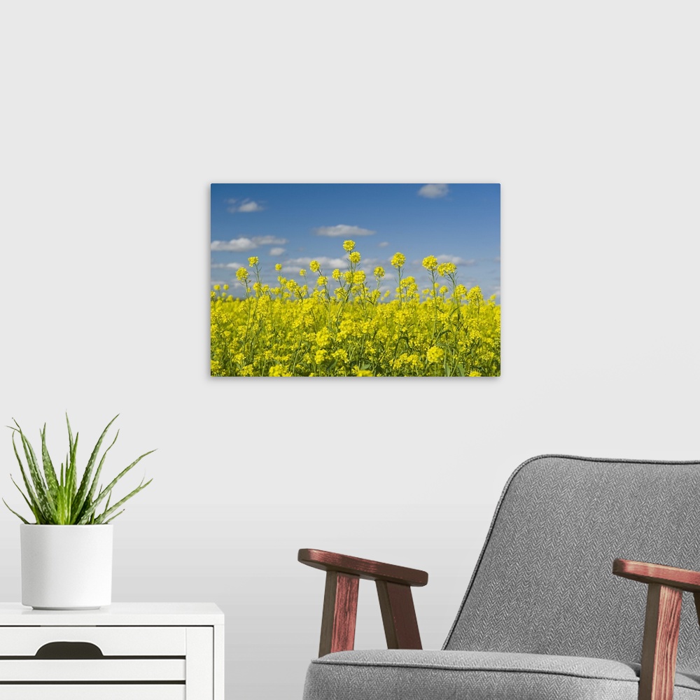 A modern room featuring Blooming Mustard Field, Ponteix Saskatchewan, Canada