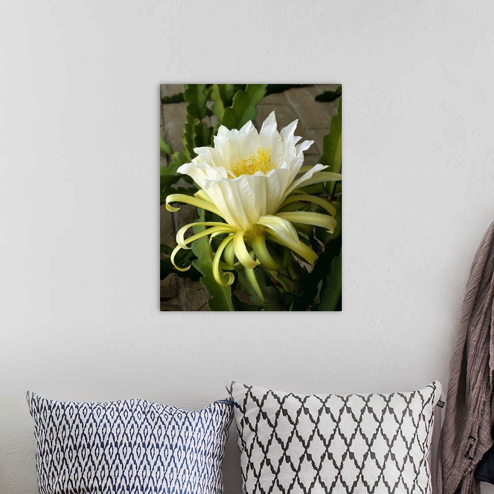 A bohemian room featuring Blossom of the Climbing Cactus, (Hylocereus), a cactus fruit grown in Mexico