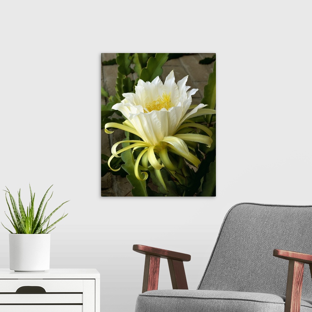 A modern room featuring Blossom of the Climbing Cactus, (Hylocereus), a cactus fruit grown in Mexico