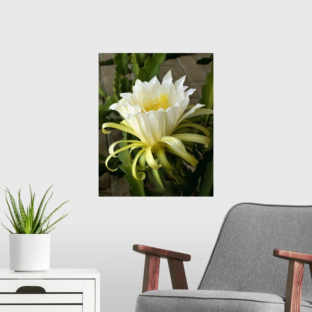 A modern room featuring Blossom of the Climbing Cactus, (Hylocereus), a cactus fruit grown in Mexico
