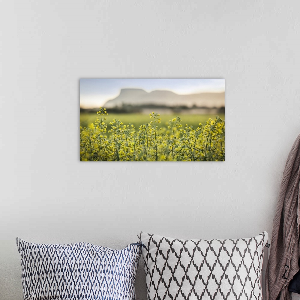 A bohemian room featuring Close-up of blossoming canola (Brassica napus) in a field at sunset with mountains in the distanc...
