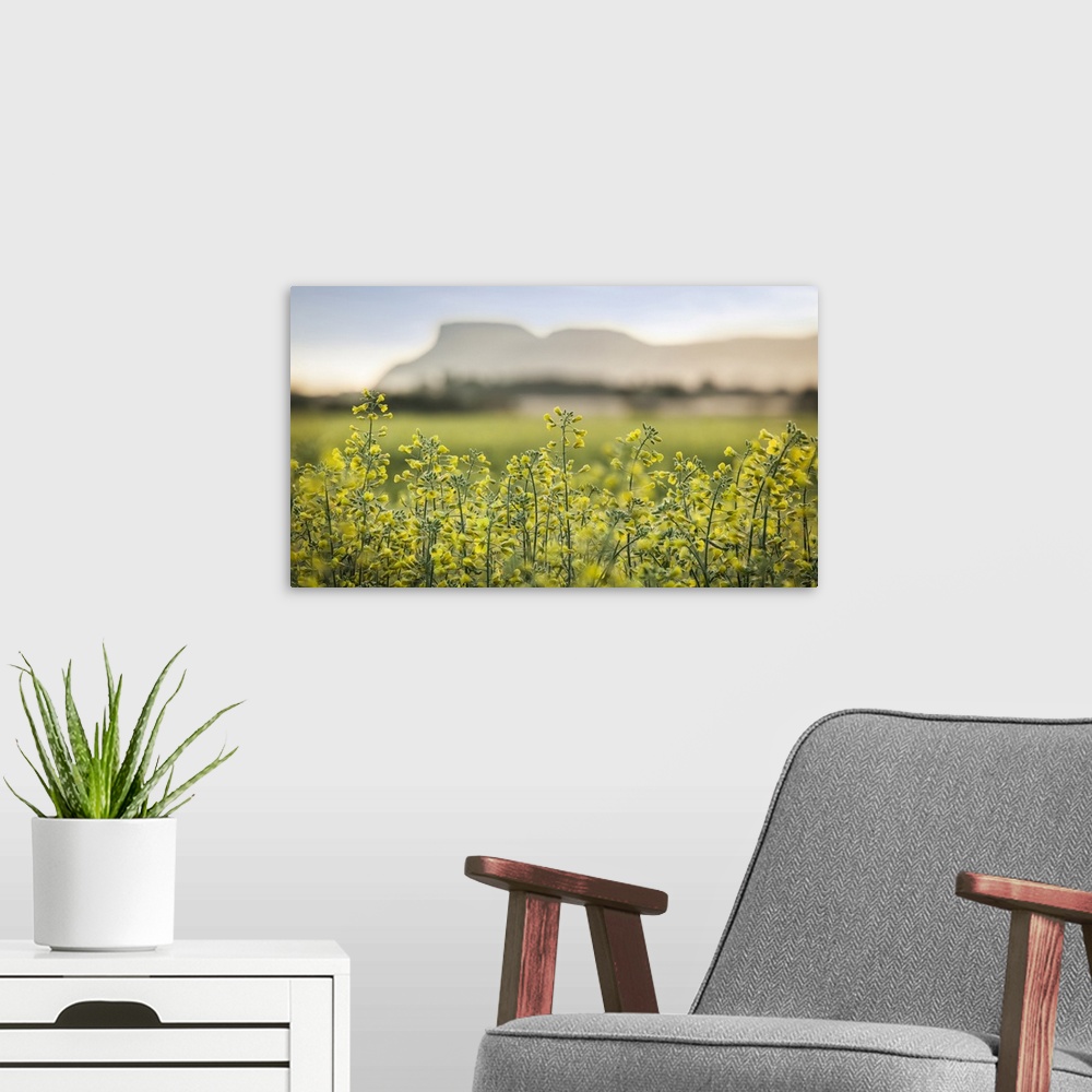 A modern room featuring Close-up of blossoming canola (Brassica napus) in a field at sunset with mountains in the distanc...