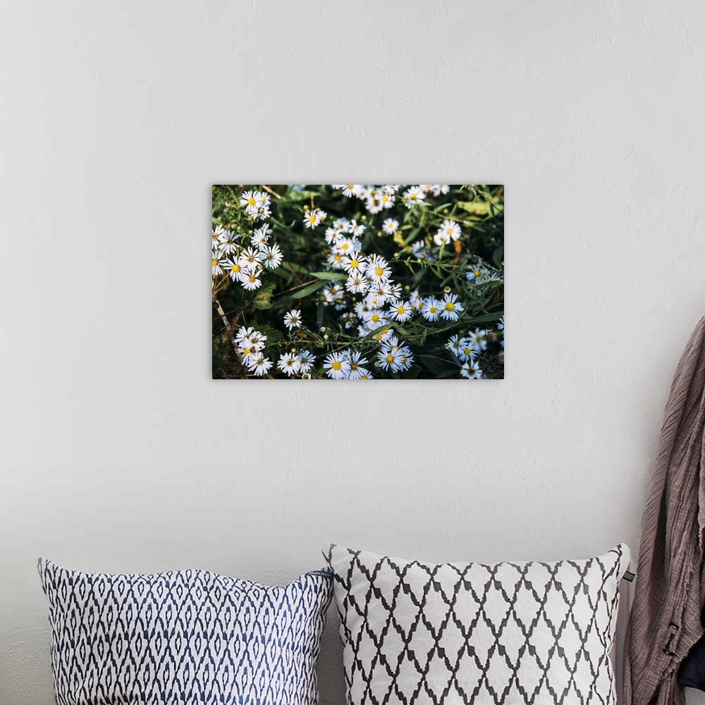 A bohemian room featuring Close-up of blossoming wildflowers in Purisim Creek Redwoods; California, United States of America