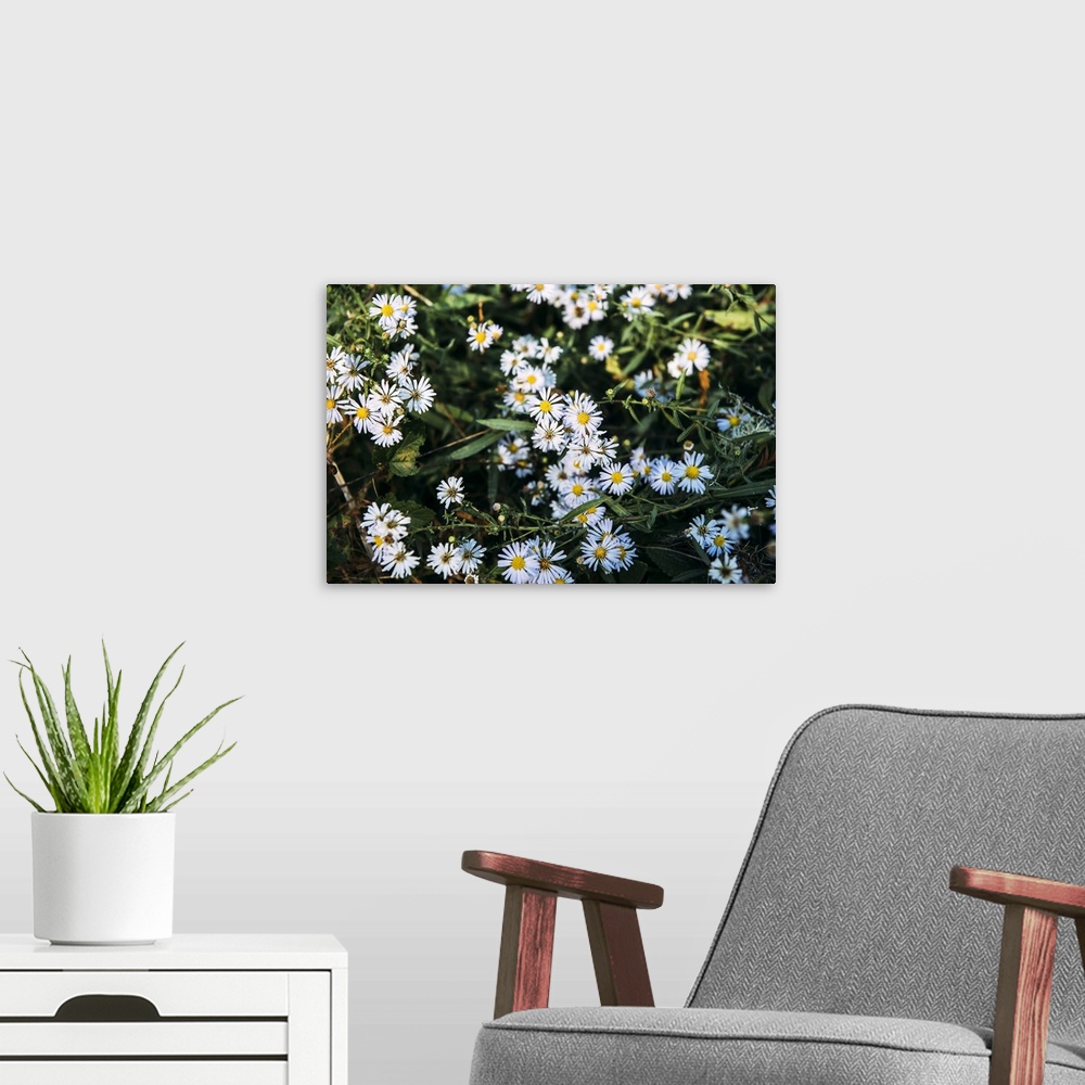 A modern room featuring Close-up of blossoming wildflowers in Purisim Creek Redwoods; California, United States of America
