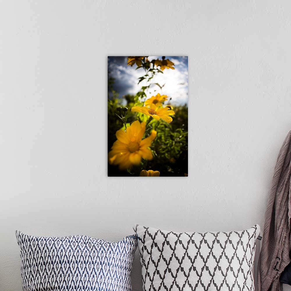 A bohemian room featuring Close-up of blossoming yellow flowers with selective focus in Volcanoes National Park; Rwanda