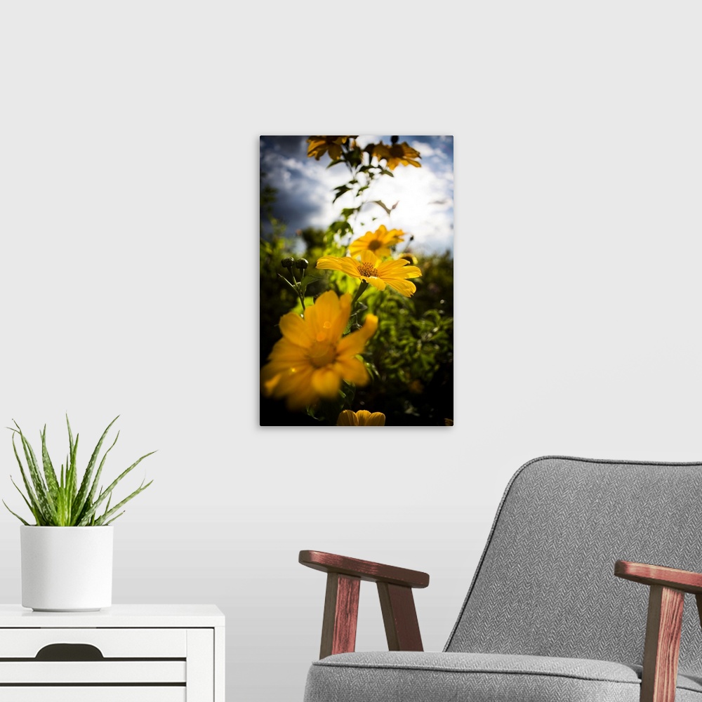 A modern room featuring Close-up of blossoming yellow flowers with selective focus in Volcanoes National Park; Rwanda