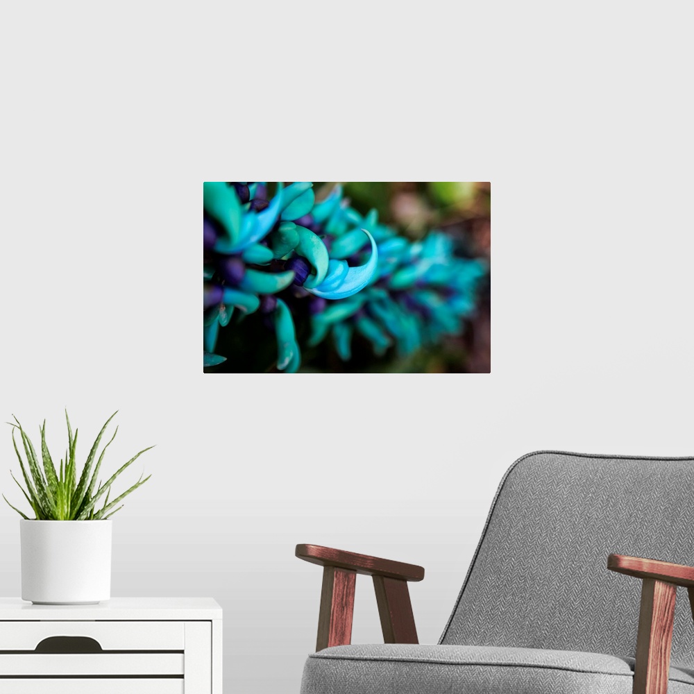 A modern room featuring Blue jade plant with purple flowers; Hawaii, United States of America