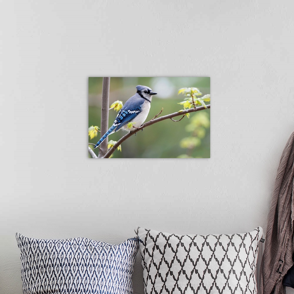 A bohemian room featuring Blue Jay Perched On Budding Maple Tree In Springtime; Ontario, Canada
