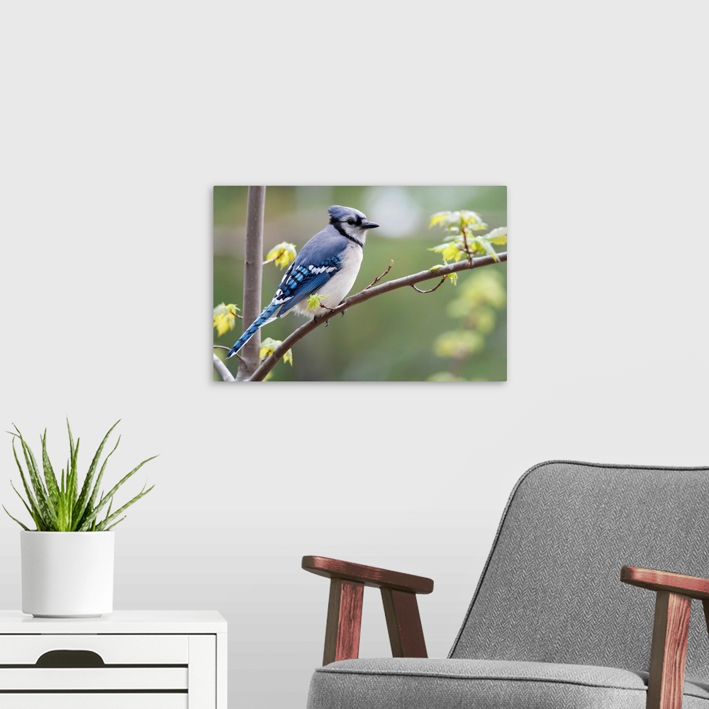 A modern room featuring Blue Jay Perched On Budding Maple Tree In Springtime; Ontario, Canada
