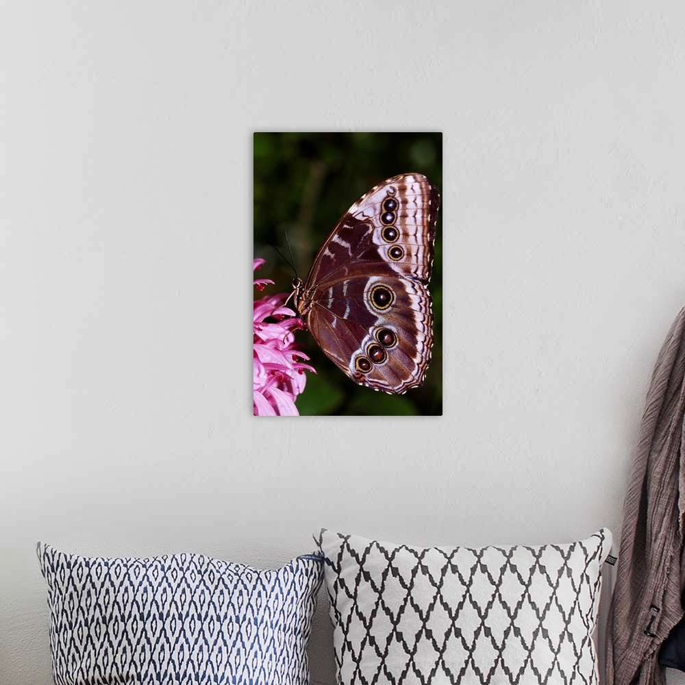 A bohemian room featuring Blue Morpho Butterfly On Flower