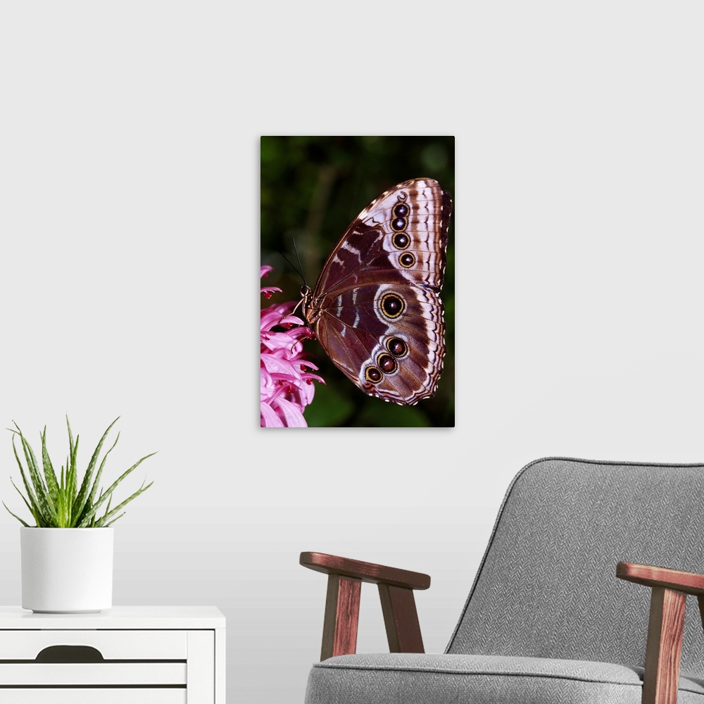 A modern room featuring Blue Morpho Butterfly On Flower