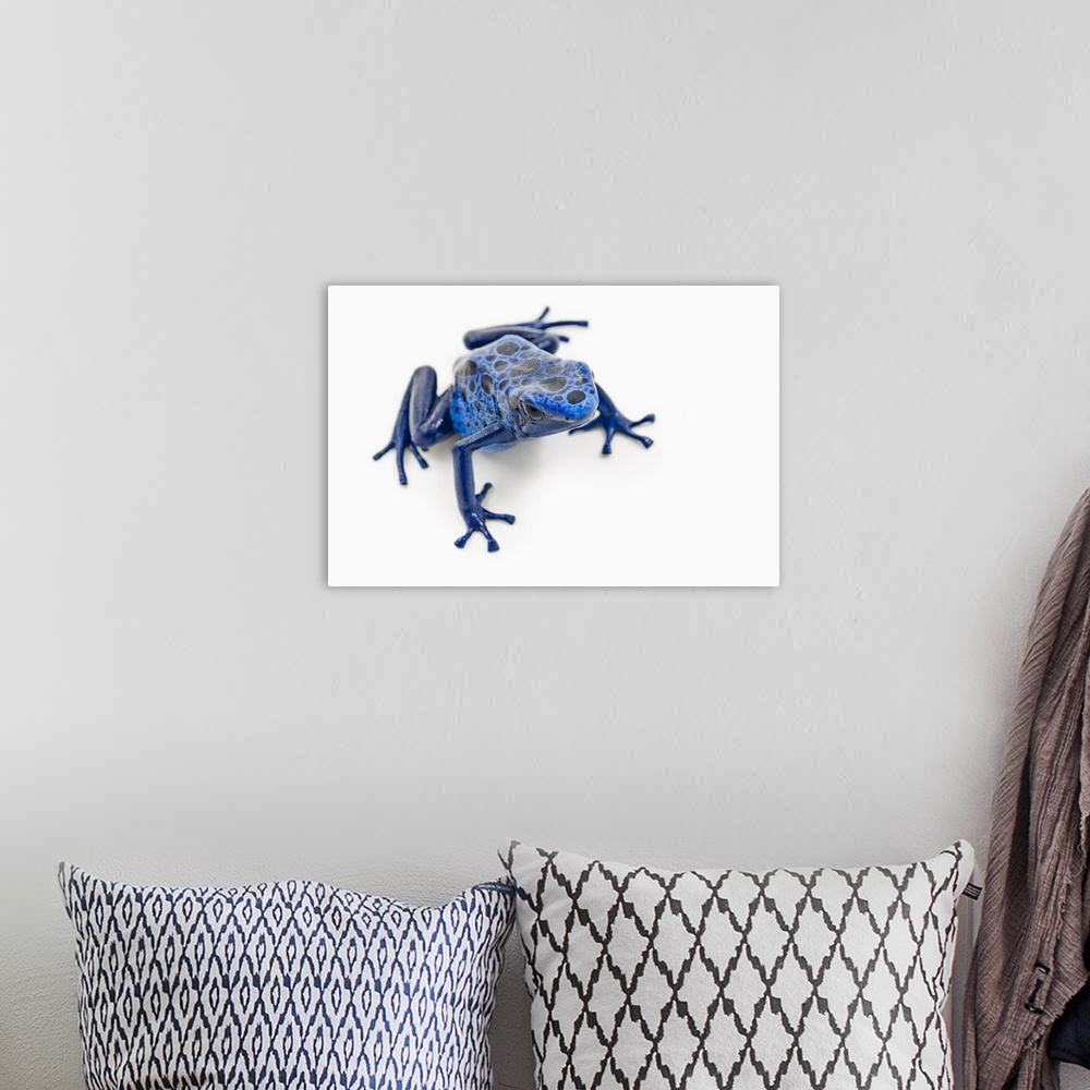 A bohemian room featuring Blue Poison Dart Frog; Alberta, Canada