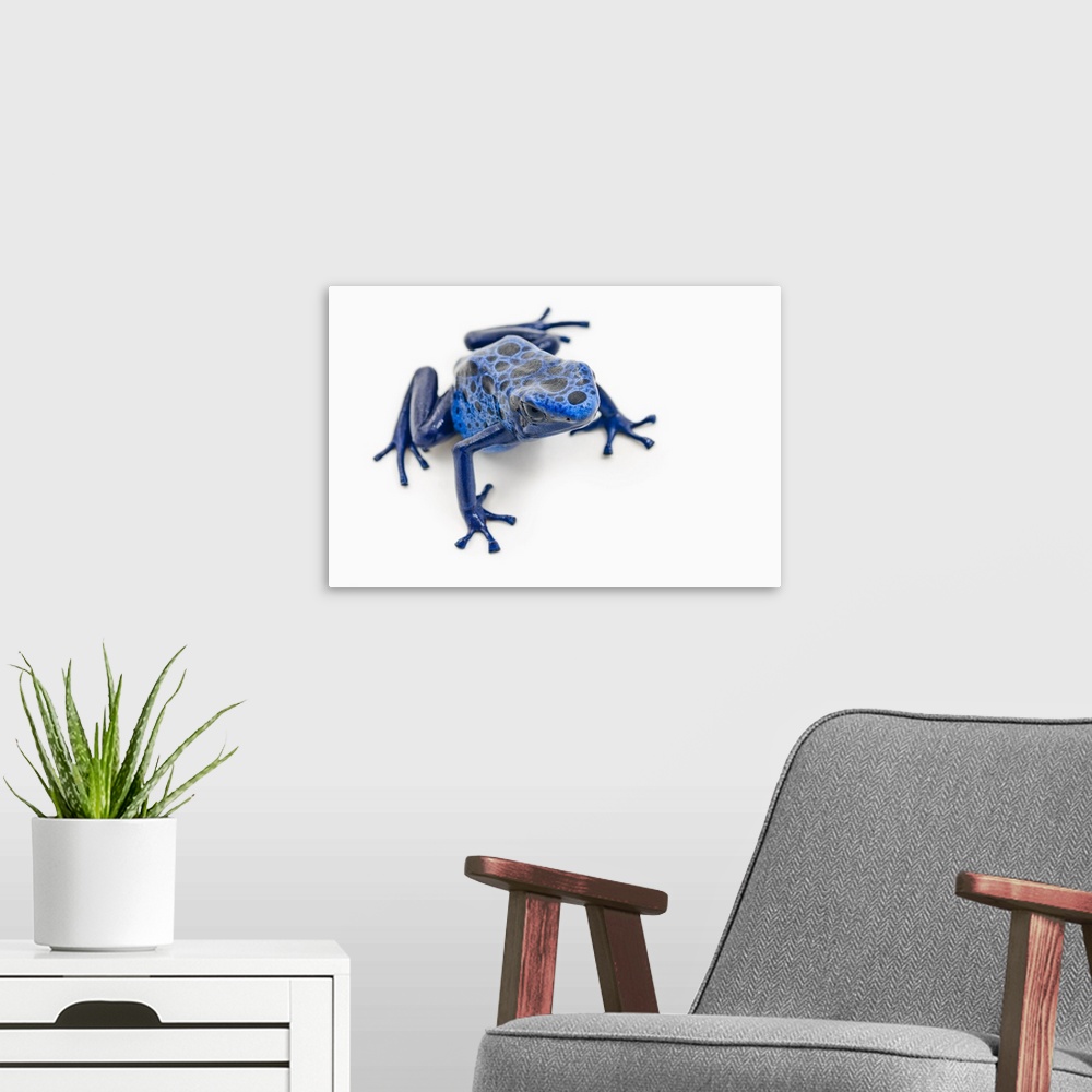 A modern room featuring Blue Poison Dart Frog; Alberta, Canada