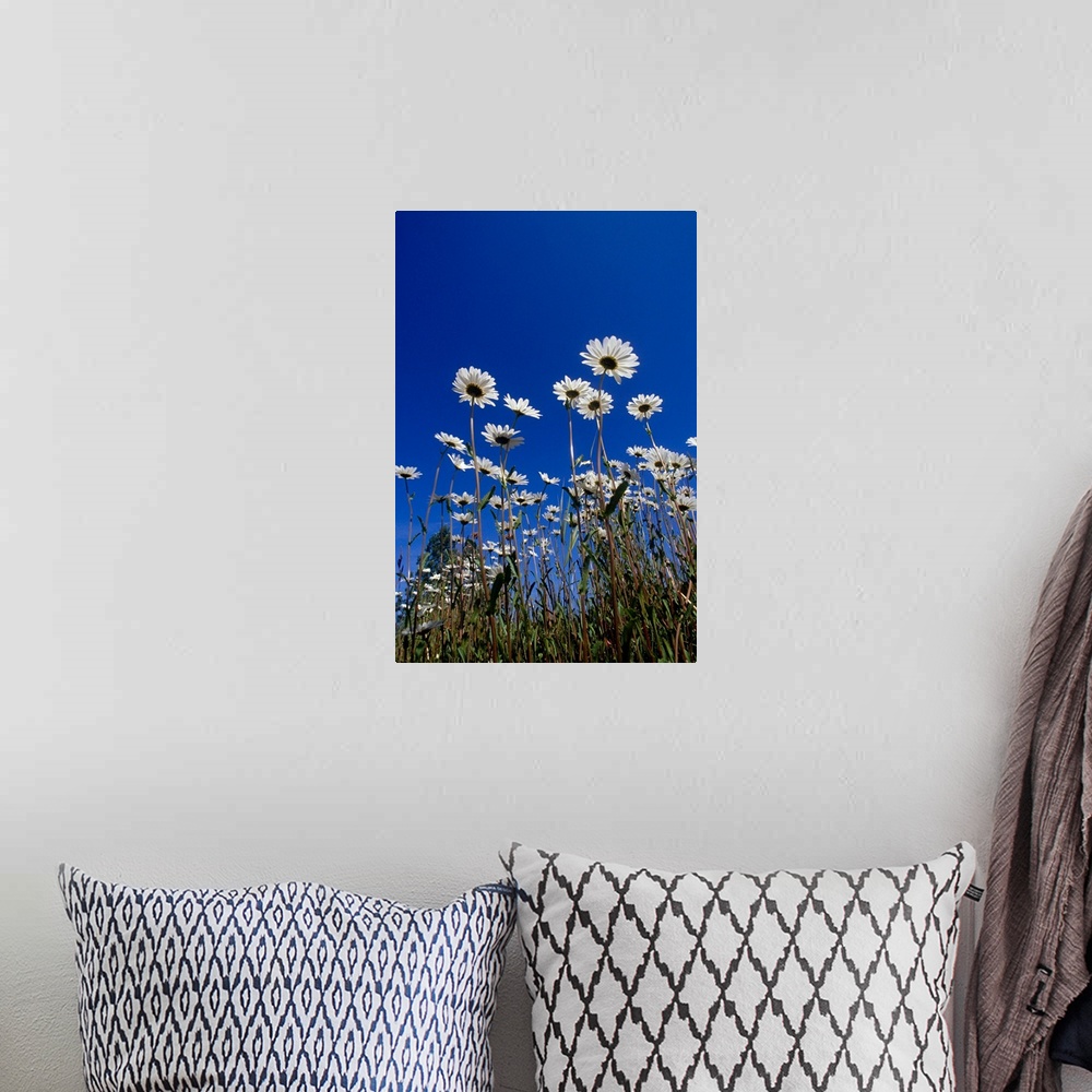 A bohemian room featuring Daisies & blue sky summer Alaska