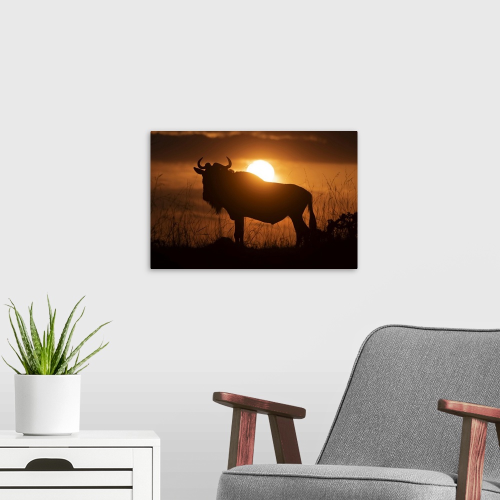 A modern room featuring Silhouette of blue wildebeest (Connochaetes taurinus) against sunset sky, Cottar's 1920s Safari C...