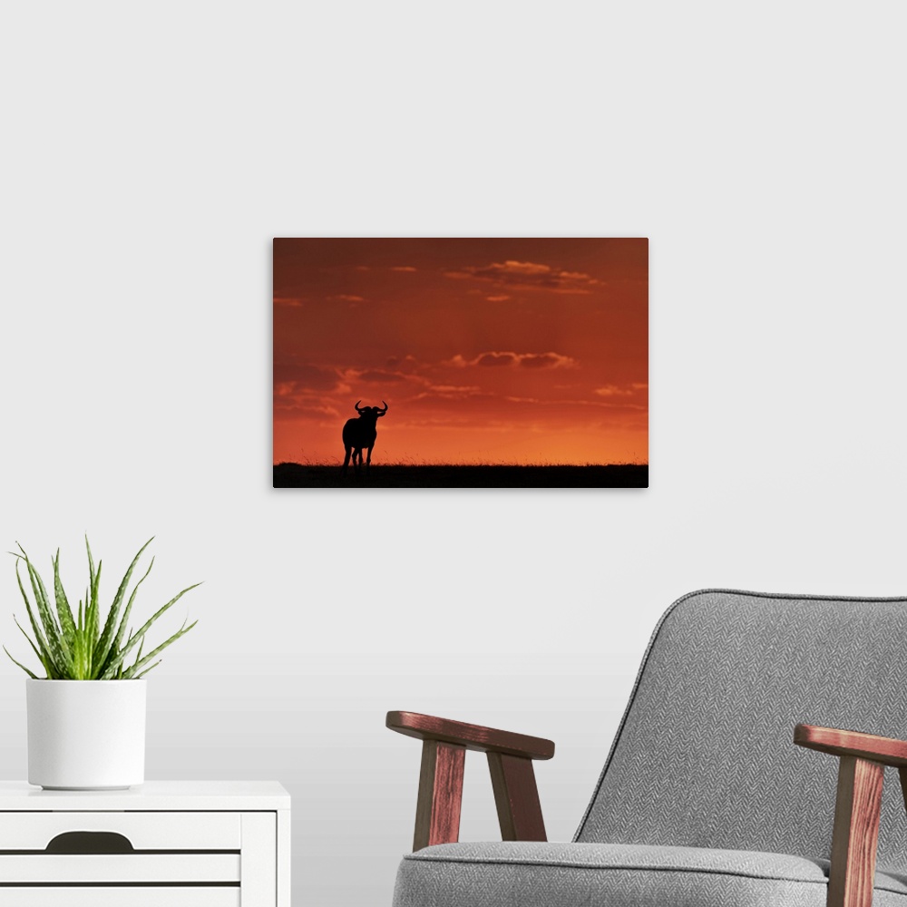 A modern room featuring A blue wildebeest (Connochaetes taurinus) on the horizon is silhouetted against an orange sky at ...