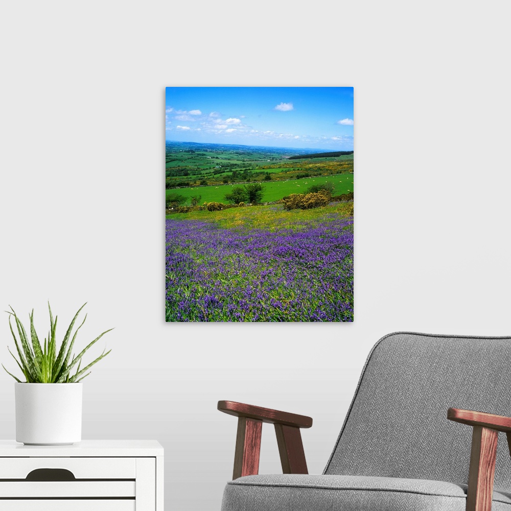A modern room featuring Bluebell Flowers On A Landscape, County Carlow, Republic Of Ireland