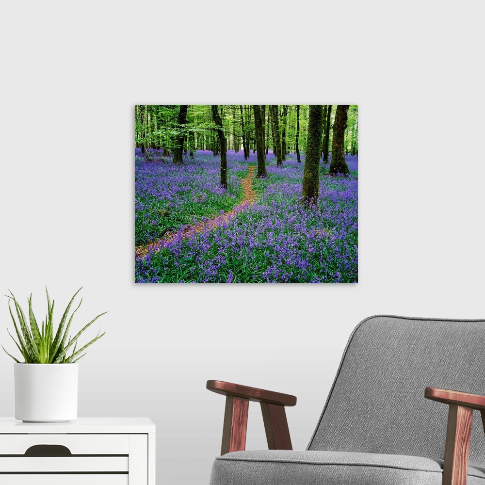 A modern room featuring Bluebell Wood, Near Boyle, County Roscommon, Ireland