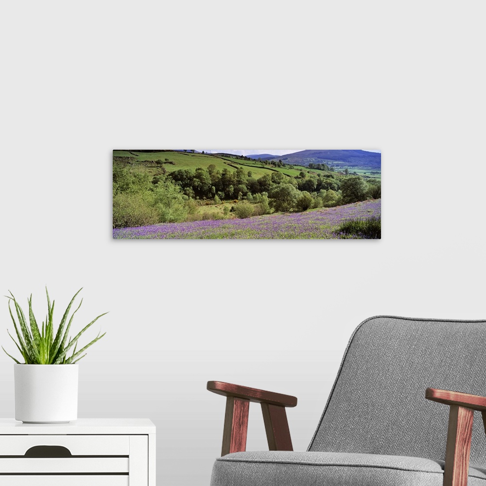 A modern room featuring Bluebells In A Field, Sally Gap, County Wicklow, Republic Of Ireland