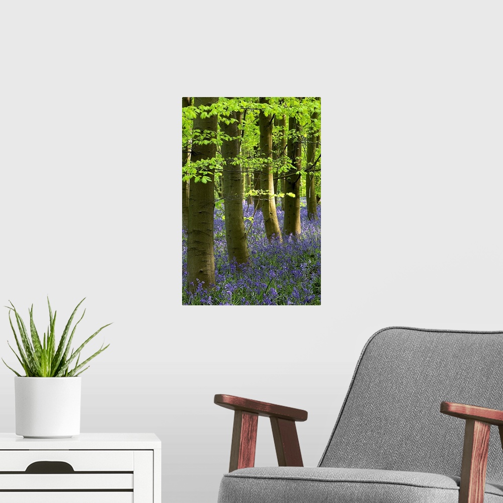 A modern room featuring Bluebells In The Woods, Nottinghamshire, England