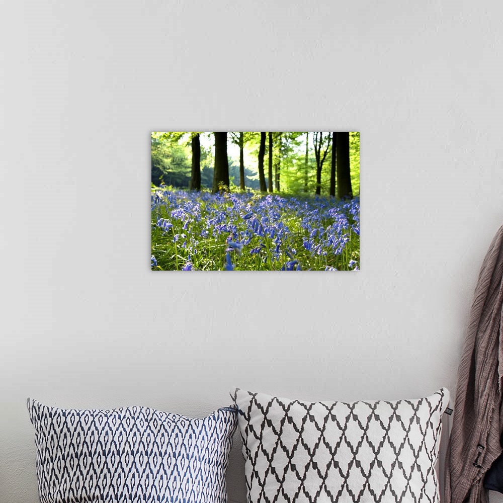 A bohemian room featuring Bluebells On Forest Floor.