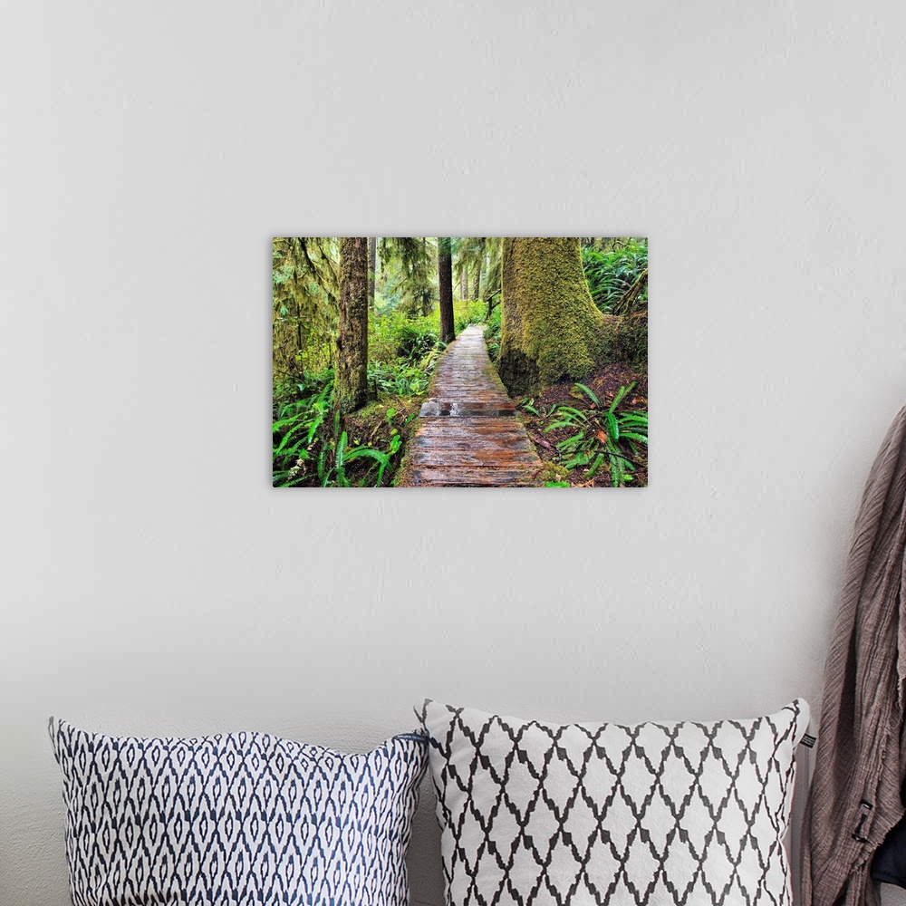 A bohemian room featuring Boardwalk On The Rainforest Trail In Pacific Rim National Park, Canada
