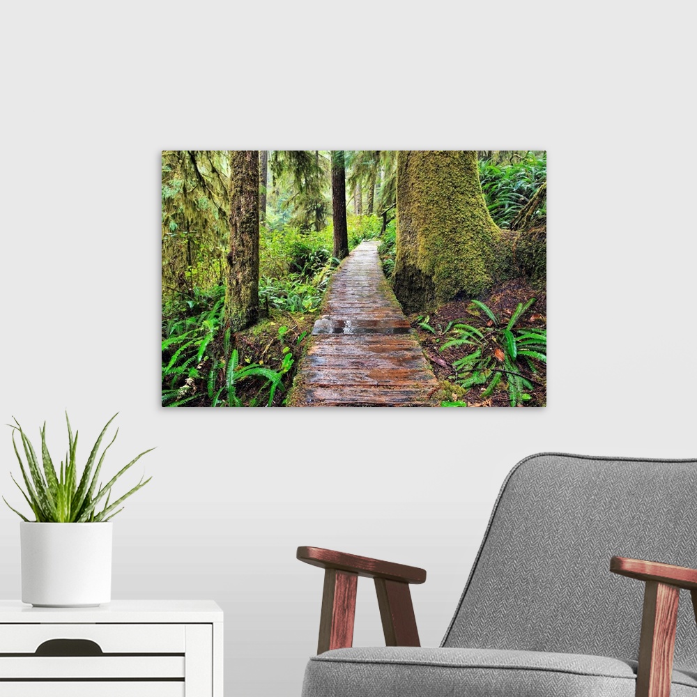 A modern room featuring Boardwalk On The Rainforest Trail In Pacific Rim National Park, Canada