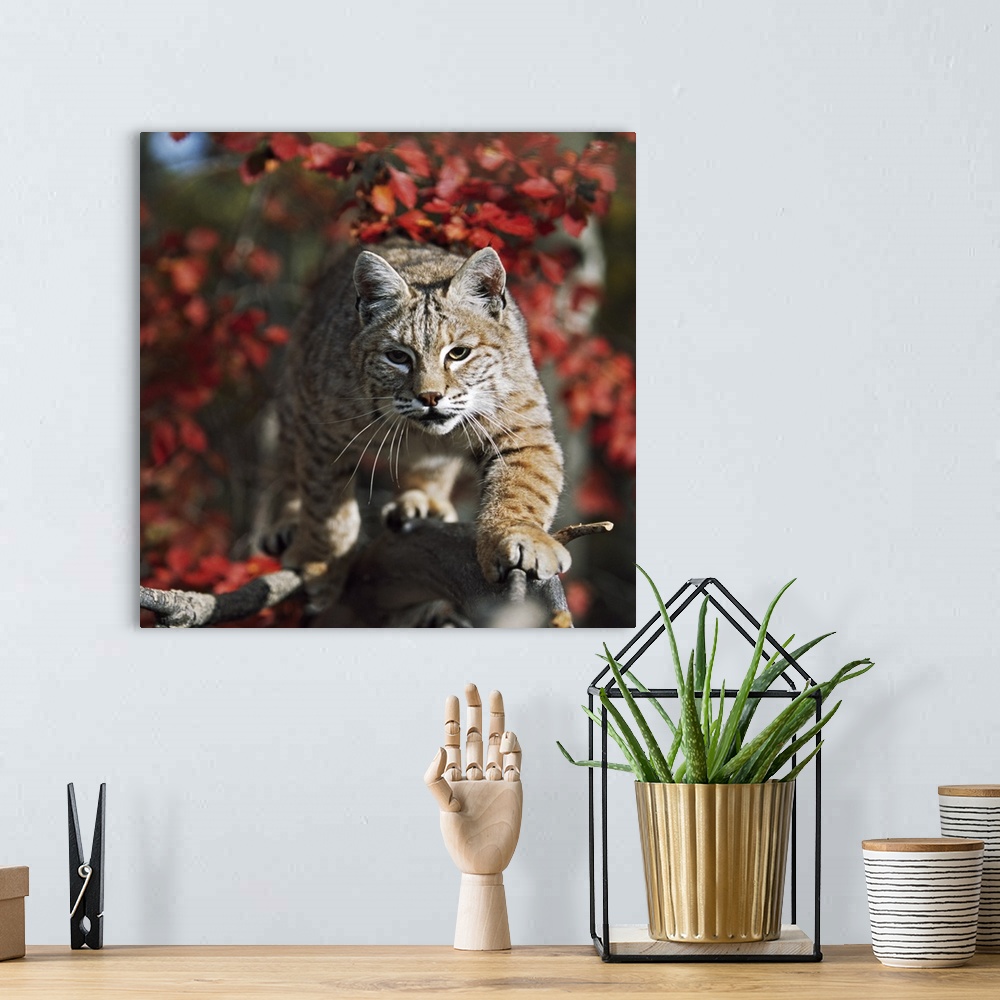 A bohemian room featuring Bobcat (Felis Rufus) Walks Along Branch Through Red Leaves Of A Hawthorn In Autumn