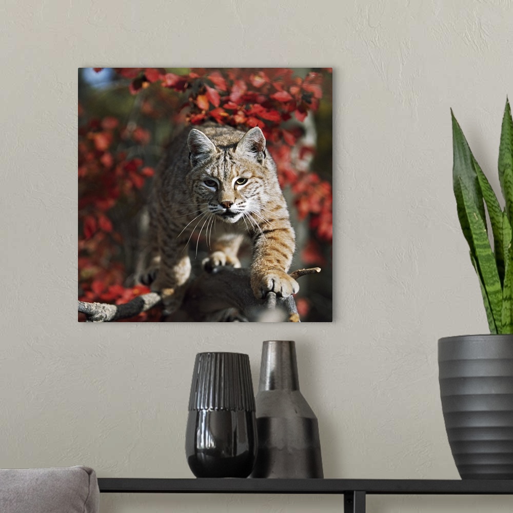 A modern room featuring Bobcat (Felis Rufus) Walks Along Branch Through Red Leaves Of A Hawthorn In Autumn