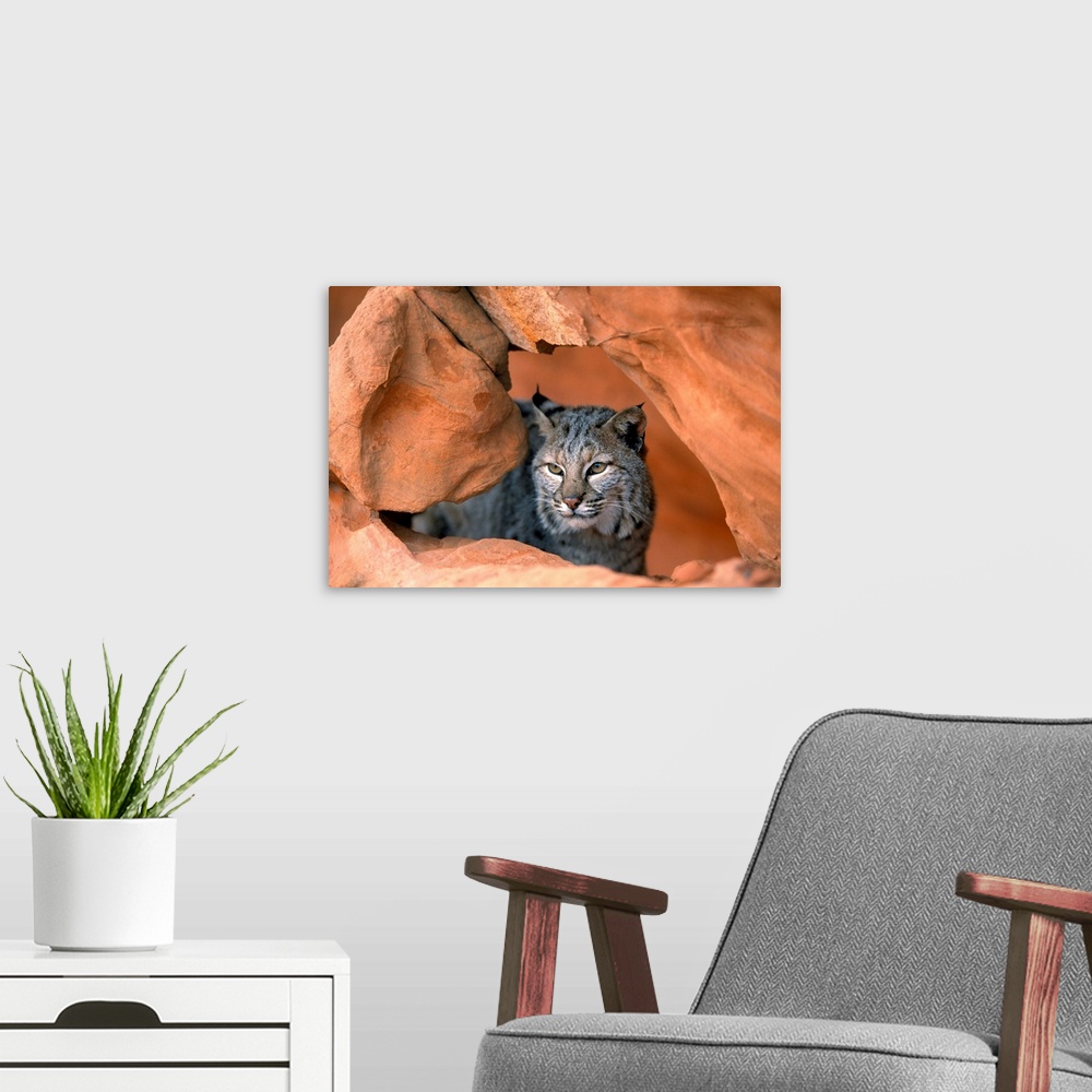 A modern room featuring Bobcat In Sandstone Formation