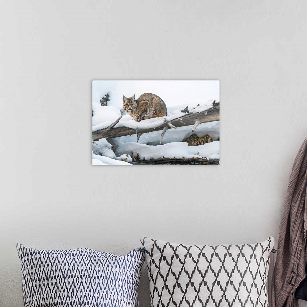 A bohemian room featuring Bobcat (Lynx rufus) resting in the snow on a fallen Lodgepole Pine tree (Pinus contorta), Yellows...
