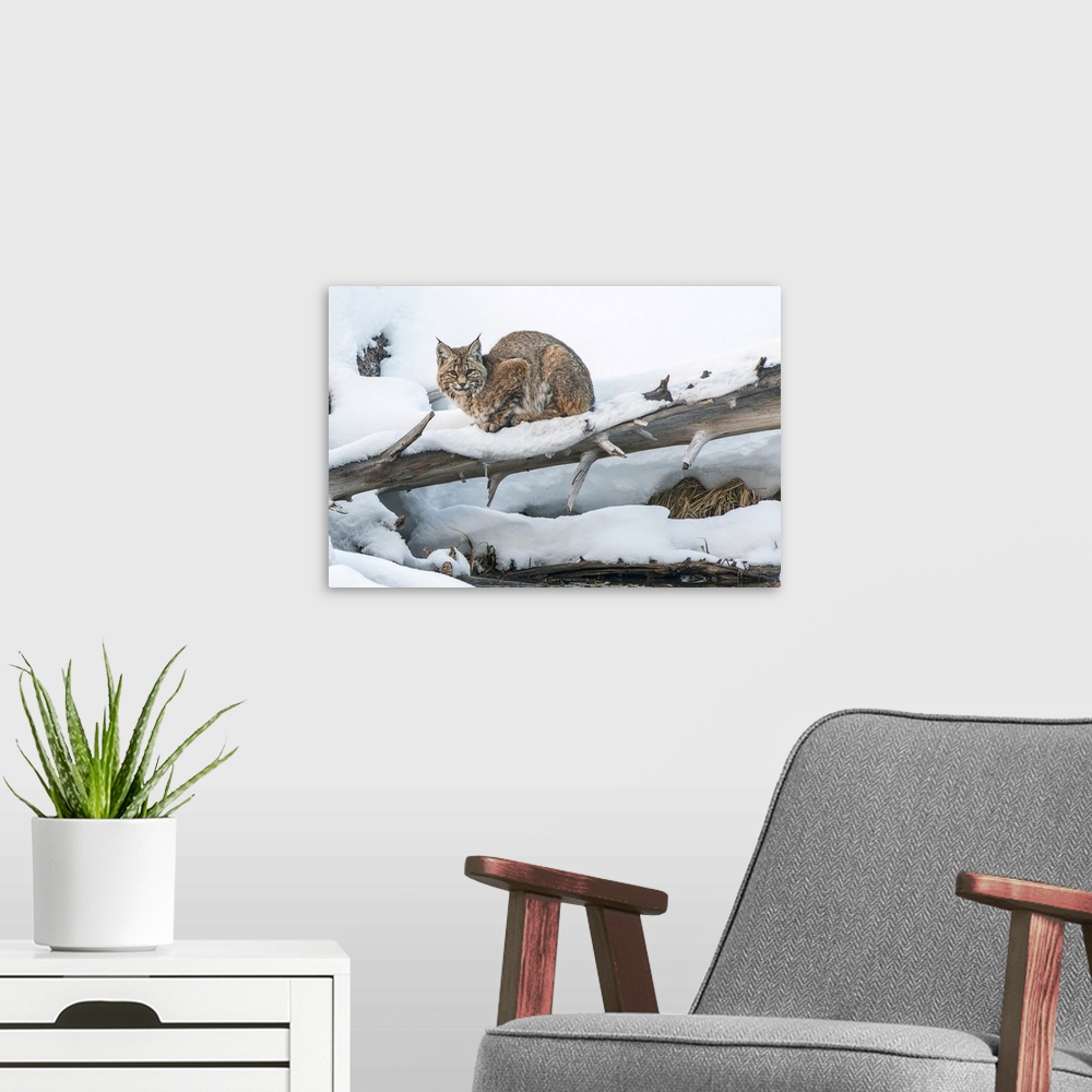 A modern room featuring Bobcat (Lynx rufus) resting in the snow on a fallen Lodgepole Pine tree (Pinus contorta), Yellows...