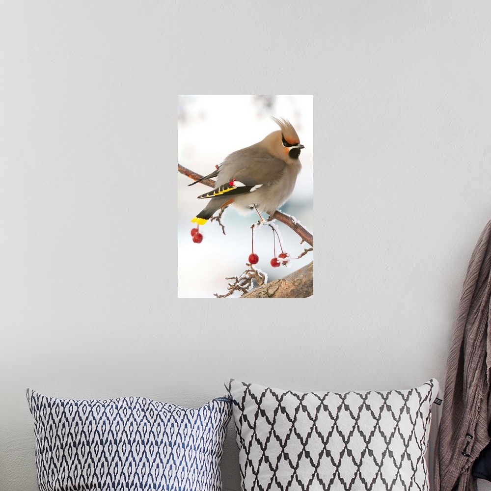 A bohemian room featuring Bohemian Waxing bird feeding on colorful red Mountain Ash berries. Anchorage area in winter of 20...