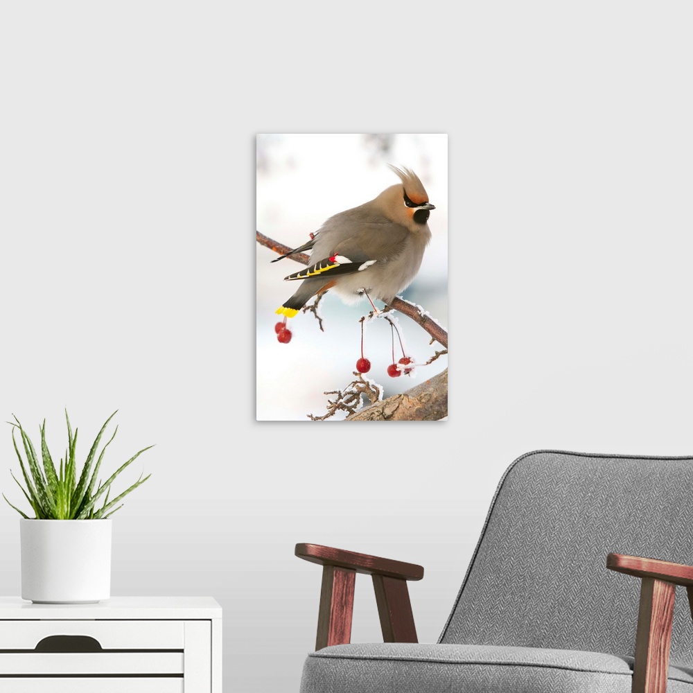 A modern room featuring Bohemian Waxing bird feeding on colorful red Mountain Ash berries. Anchorage area in winter of 20...