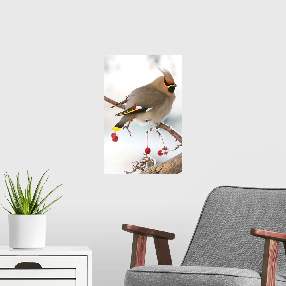 A modern room featuring Bohemian Waxing bird feeding on colorful red Mountain Ash berries. Anchorage area in winter of 20...