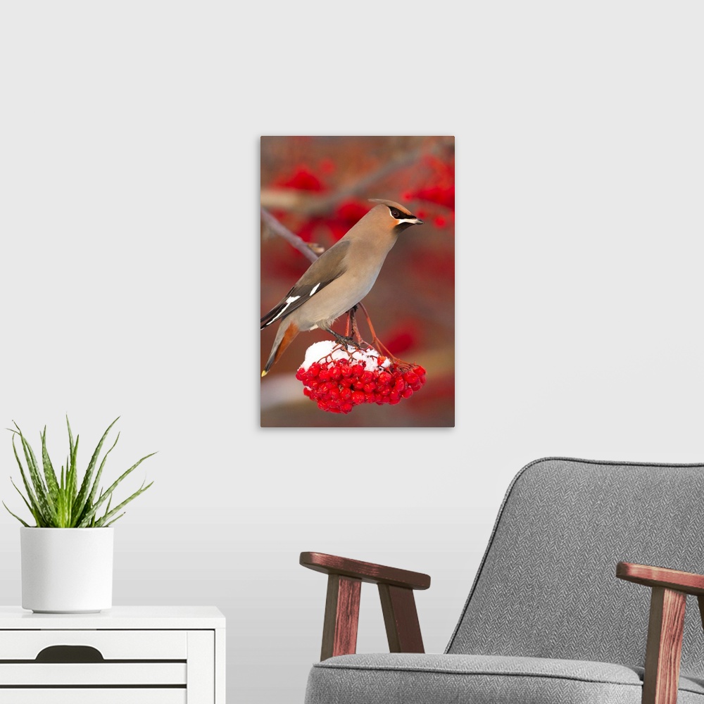 A modern room featuring Bohemian Waxwing perches to eat in colorful Mountain Ash berries in winter in the Anchorage, Alaska.