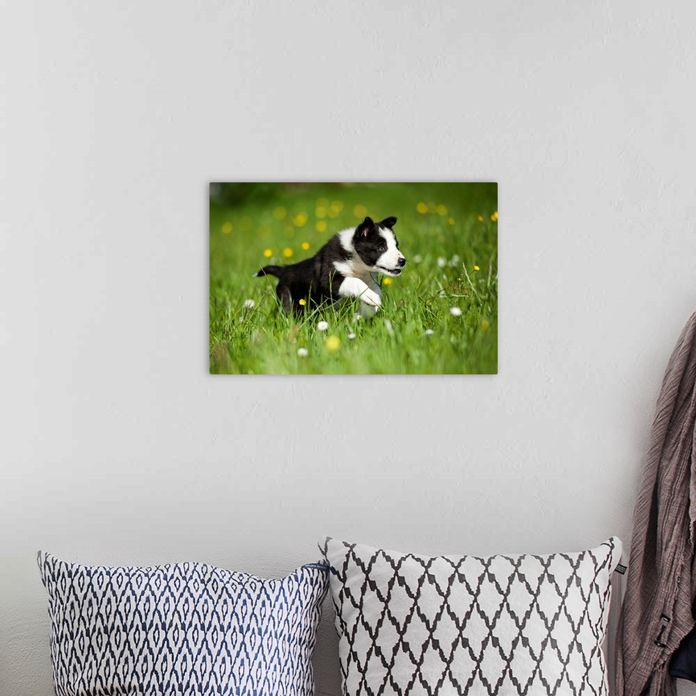 A bohemian room featuring Border collie puppy running in a meadow; Cumbria, England.