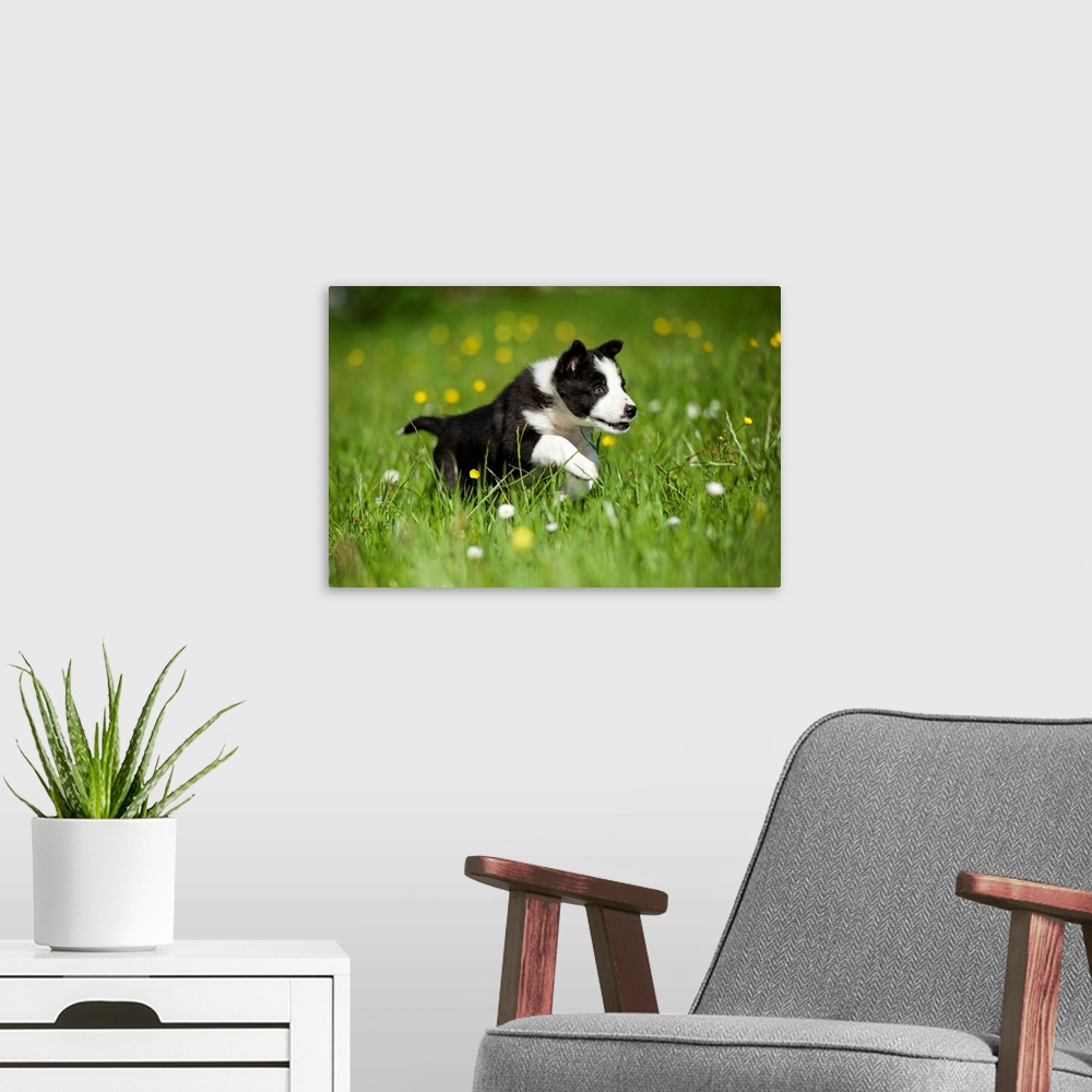 A modern room featuring Border collie puppy running in a meadow; Cumbria, England.