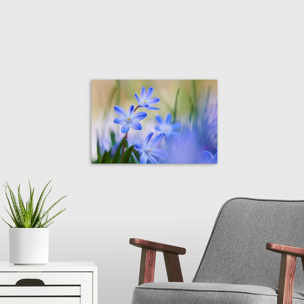 A modern room featuring Bossier's glory-of-the-snow or Lucile's glory-of-the-snow (Scilla luciliae) blossoms, Bavaria, Ge...