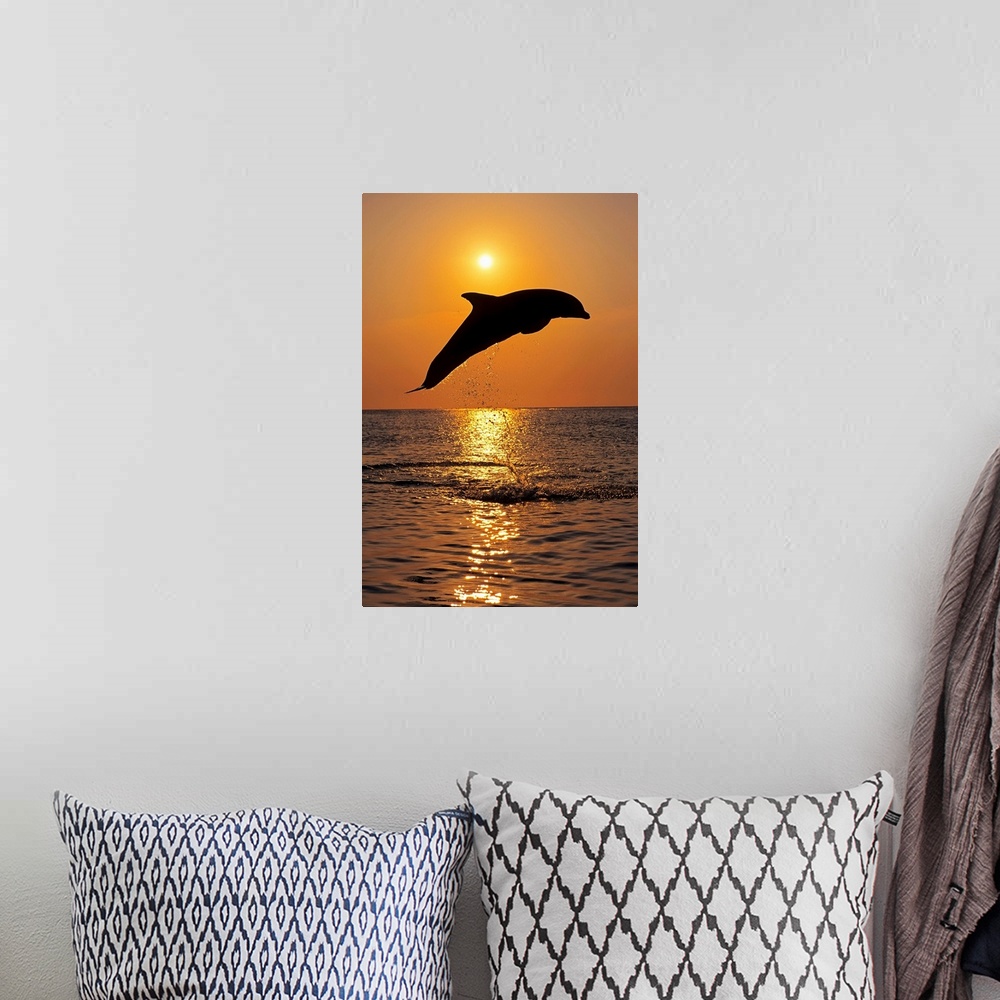 A bohemian room featuring Bottle Nose Dolphin Jumping at Sunset, Roatan, Honduras