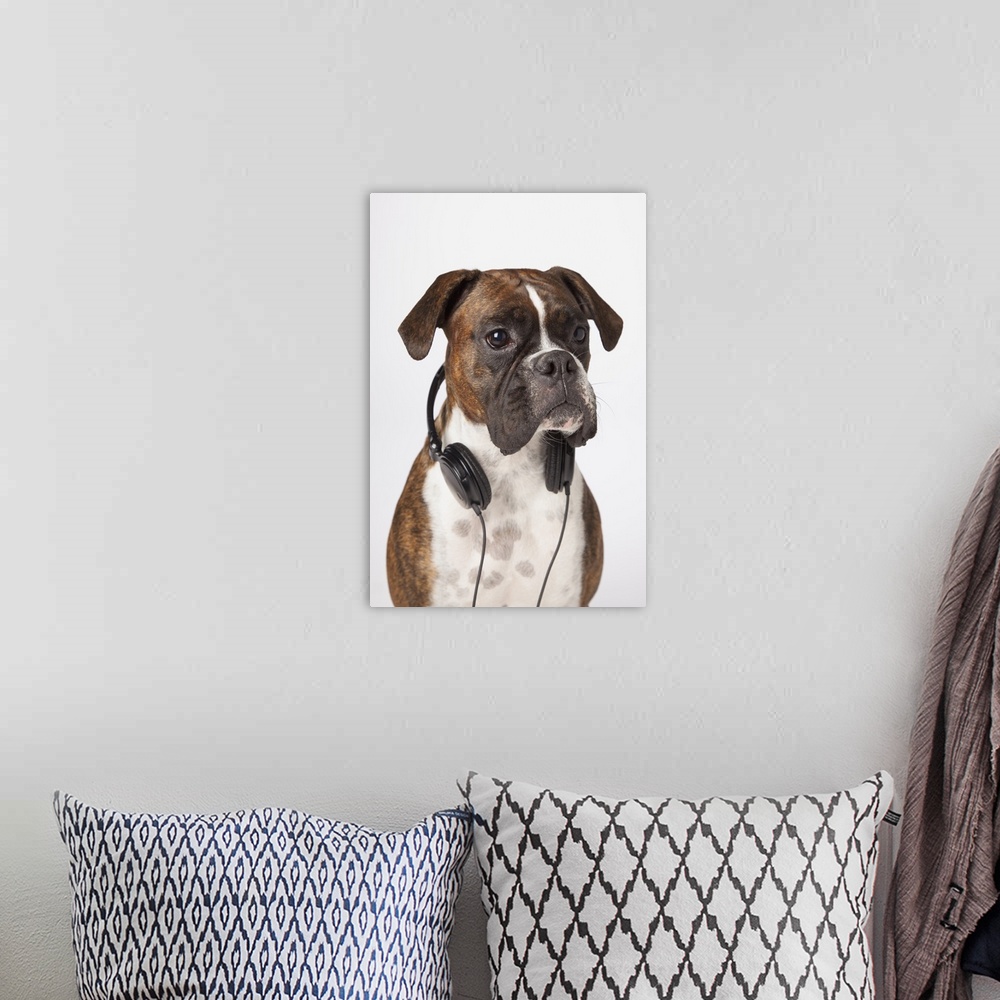 A bohemian room featuring Boxer Dog With Headphones