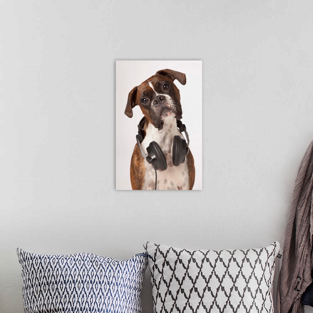 A bohemian room featuring Boxer Dog With Headphones