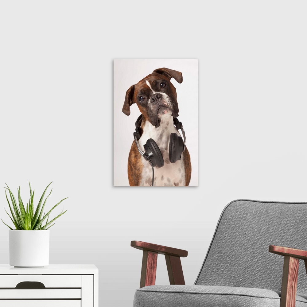 A modern room featuring Boxer Dog With Headphones