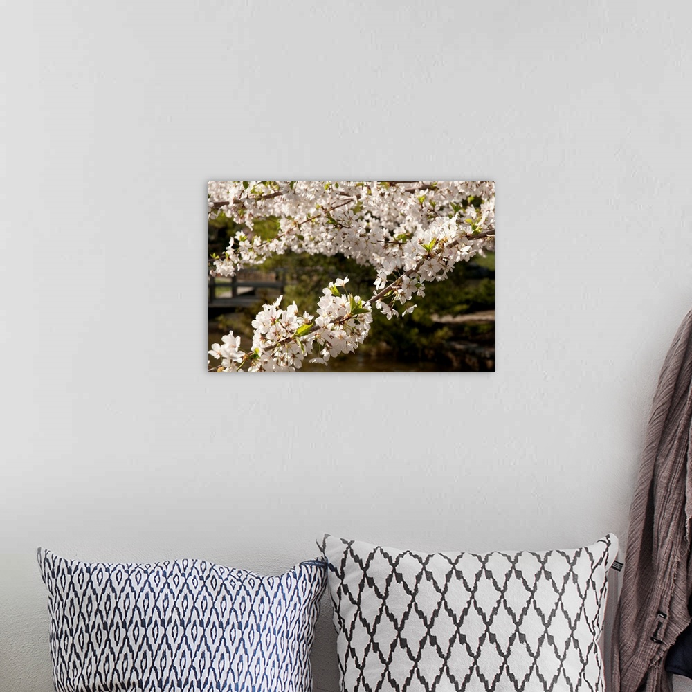 A bohemian room featuring Branches of cherry blossoms, Prunus species, in the springtime.
