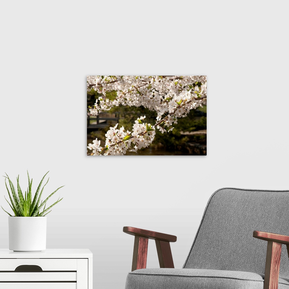 A modern room featuring Branches of cherry blossoms, Prunus species, in the springtime.